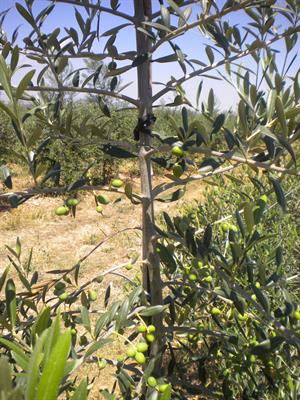 Cultivar ideotype for intensive olive orchards: plant vigor, biomass partitioning, tree architecture and fruiting characteristics